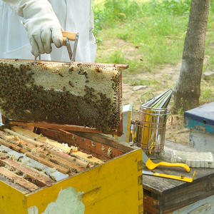 Beekeeping Tools <b>Bee</b> Smoker Stainless Steel <b>Bee</b> Hive Smoker - Product Image 5