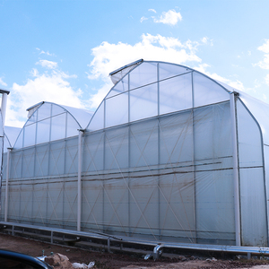 Invernadero Gótico con Estructura de Acero Galvanizado, Techo de Tejas Dentadas, Sistema de Ventilación Natural, Estructura Duradera para Cultivo Comercial de Bayas - Product Image 4