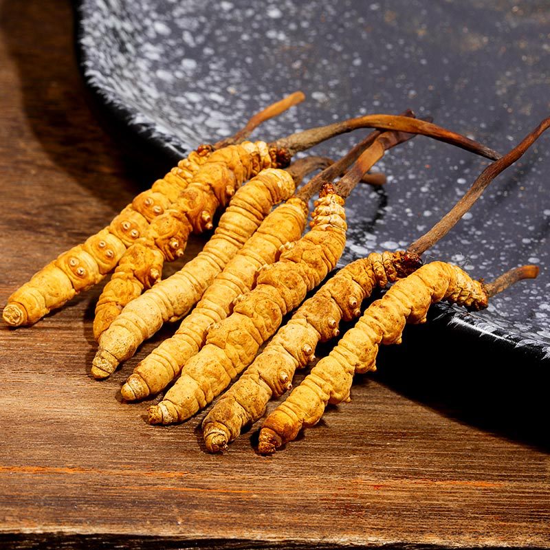 Wild Cordyceps Sinensis, свежая натуральная тоник, китайская лекарственная трава для улучшения здоровья, сыроедение