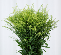 Fleur de Solidago jaune coupée fraîchement, idéale pour la décoration d'événements, les cadeaux d'entreprise, les mariages en extérieur, les halls d'hôtel – Gloire Dorée