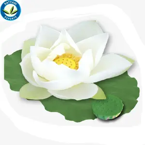 Natural White Lotus Absolute 100% organic best lotus absolute