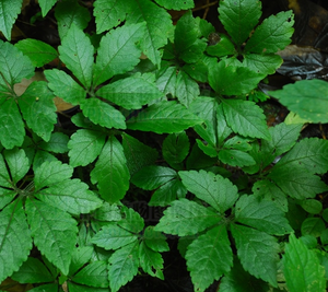 Заводская поставка, чистая натуральная трава, экстракт гиностеммы, пентафиллум, экстракт гиностеммы, порошок гипенозидов 3%-98%, Лидер продаж - Product Image 3