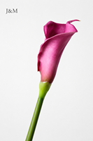 Fleurs artificielles décoratives en PU Calla Lily, grande taille 65CM, vente en gros, haute qualité, toucher réel, blanc et violet, collection 2026