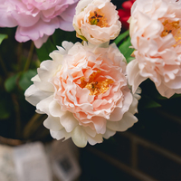 Grosir bunga sutra Peony kuning buatan tebal 78cm tunggal untuk dekorasi Interior pernikahan Rumah & Acara kelulusan & Halloween