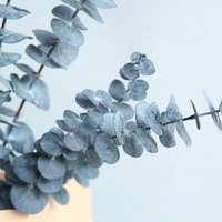 Daun Eucalyptus Silver Dollar Kering Grosir, Daun Eucalyptus Asli Alami Diawetkan untuk Dekorasi Rumah dan Pernikahan