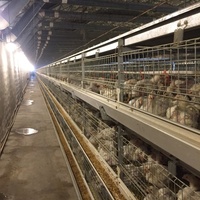 Vente en gros Offre Spéciale système vertical de cage d'élevage de poulets de chair en forme de H entièrement automatique à plusieurs niveaux pour l'élevage de volailles