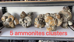 Ammonite Naturelle Fossile en Grappe, Échantillon Minéral Brut, Spécimen Petrifié à Vendre, Décoration Feng Shui pour la Maison - Product Image 4