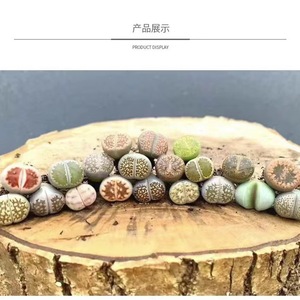 Assortiment de plantes succulentes Lithops en pot rond pour aménagement intérieur, option cadeau de pendaison de crémaillère - Product Image 2