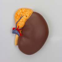 Modèle du système endocrinien humain KyrenMed, 7 parties : glande pituitaire, thyroïde, glande sural, testicules, pancréas, glande parathyroïde, modèle ovarien