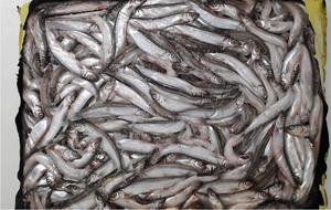 <span class=keywords><strong>Poisson</strong></span> capelin congelé - Product Image 2