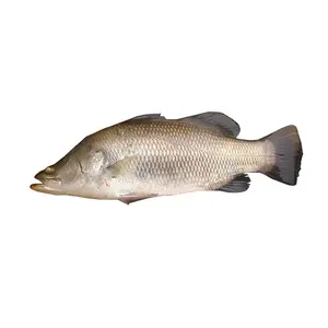 Wholesale Price Live Frozen Fresh Barramundi