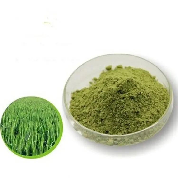 Мгновенный чистый натуральный органический зеленый порошок сока травы ячменя оптом
