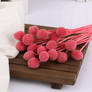 N-115 Craspedia naturelle séchée, fleurs jaunes Billy Buttons, bouquets <span class=keywords><strong>de</strong></span> boules, mini bouquet <span class=keywords><strong>de</strong></span> fleurs <span class=keywords><strong>séchées</strong></span> pour vase, artisanat à domicile - Product Image 5