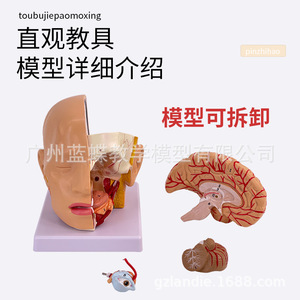Modèle de tête et d'artères cérébrales ; Modèle anatomique du cerveau humain ; Cavité buccale, nez et gorge ; Chirurgie de la tête et du cerveau ; Cerveau - Product Image 5