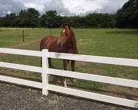 Clôture et portails équestres côtiers en treillis de PVC pour chevaux, avec structure en fer, personnalisables sur trois voies, et accessoires de clôture