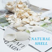 Petites coquilles de mer naturelles petites coquilles de palourdes blanches pour l'artisanat maison plage thème fête aquarium vase remplissage fabrication de bracelets