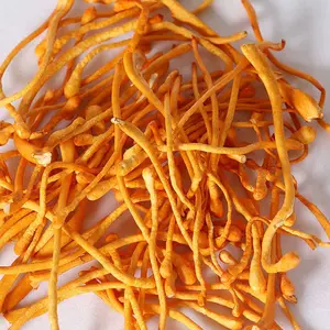 Grosir Asli Murni Mesin Penumbuh Jamur Cordyceps Tibet Cordyceps Bubuk Militaris