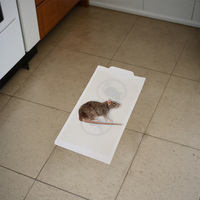 Piège à colle efficace et jetable pour souris et cafards – Sans danger pour les enfants et les animaux domestiques, sans poison, en papier, pour le contrôle des insectes et des nuisibles