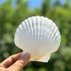 Decorazioni di nozze di natale decorazioni di conchiglia naturale ornamenti alla rinfusa per gli organizzatori di eventi guscio bianco puro - Product Image 2