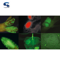Microscopio Estereoscópico Modular Leica MZ10 F para Aplicaciones de Fluorescencia, Como la Investigación del Expresión Genética o la Biología del Desarrollo