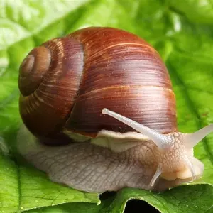 Caracol De Embalagem Agricultura de Efeito Estufa Agrícola