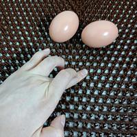 Tapis de nidification pour poulets, tapis de sol pour volailles, coussinets de nidification pour boîtes à œufs, coussinets de nidification en herbe artificielle, équipement pour poulaillers.