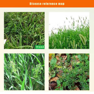Herbicide Phenoxy 2,4-D CAS 94-75-7 <span class=keywords><strong>Systémique</strong></span> Sélectif pour le Contrôle des Plantes à Feuilles Larges des Cultures Céréalières - Product Image 4