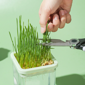 Kit de Cultivo Hidropónico de Hierba para Gatos, <span class=keywords><strong>Semillas</strong></span> de Hierba Gatera de Crecimiento Rápido sin Tierra, Plantas Seguras para Gatitos - Product Image 6