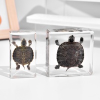 Presse-papiers Lucite acrylique de haute qualité avec taxidermie de vraie tortue artisanat en résine écologique pour aquariums souvenirs