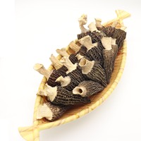 Vente directe en usine, vente en gros de champignons de Morilles noires, culture de champignons de morille de Mycelium