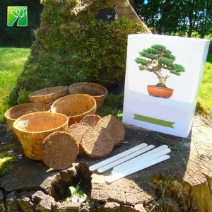Kit de inicio de jardín interior de estilo rural, casa de árbol de bonsái DIY, macetas para cultivo de plantas, maceta, maceta para vivero, escritorio embalado en cartón - Product Image 4