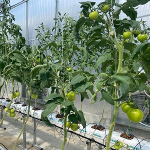 <span class=keywords><strong>Gouttière</strong></span> de culture hydroponique en <span class=keywords><strong>PVC</strong></span> pour la culture hors-sol en serre de fraises, tomates, concombres et poivrons - Product Image 6