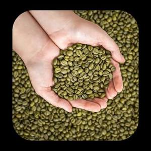 Grains de café Robusta vert non torréfiés de qualité supérieure, vente en gros, directement de l'usine, goût intense, haute teneur en caféine, stock disponible - Product Image 3