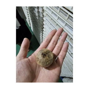 250g/500g bottiglia di aglio nero esportatore di aglio singolo nero aglio Shandong Multi-spicchio aglio nero per la <span class=keywords><strong>vendita</strong></span> - Product Image 5