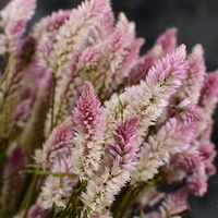 Celosia Ekor Phoenix Kering Yunnan Grosir, Alami Asli Ramah Lingkungan, Bulu Sisir Ayam Tahan Lama, Bunga Vas Rumah Gaya Boho