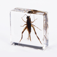 Cadeaux en résine d'insectes très demandés : petits insectes en résine, scorpions réels, cadeaux promotionnels, insectes réels en ambre en résine