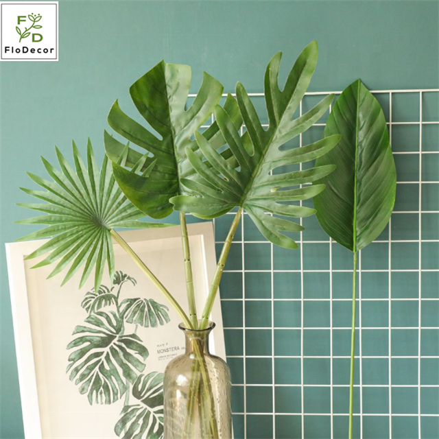 monstera obliqua mini Rare Monstera Obliqua