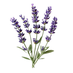 Extracto Natural de Flor de Lavanda, Ingrediente Floral Seco y Aromático para Aromaterapia, Té de Hierbas, Cuidado de la Piel y Cuidado del Cabello - Product Image 3