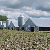 Cobertizo de gallinero de granja con estructura de acero estilo granja para pollos de engorde
