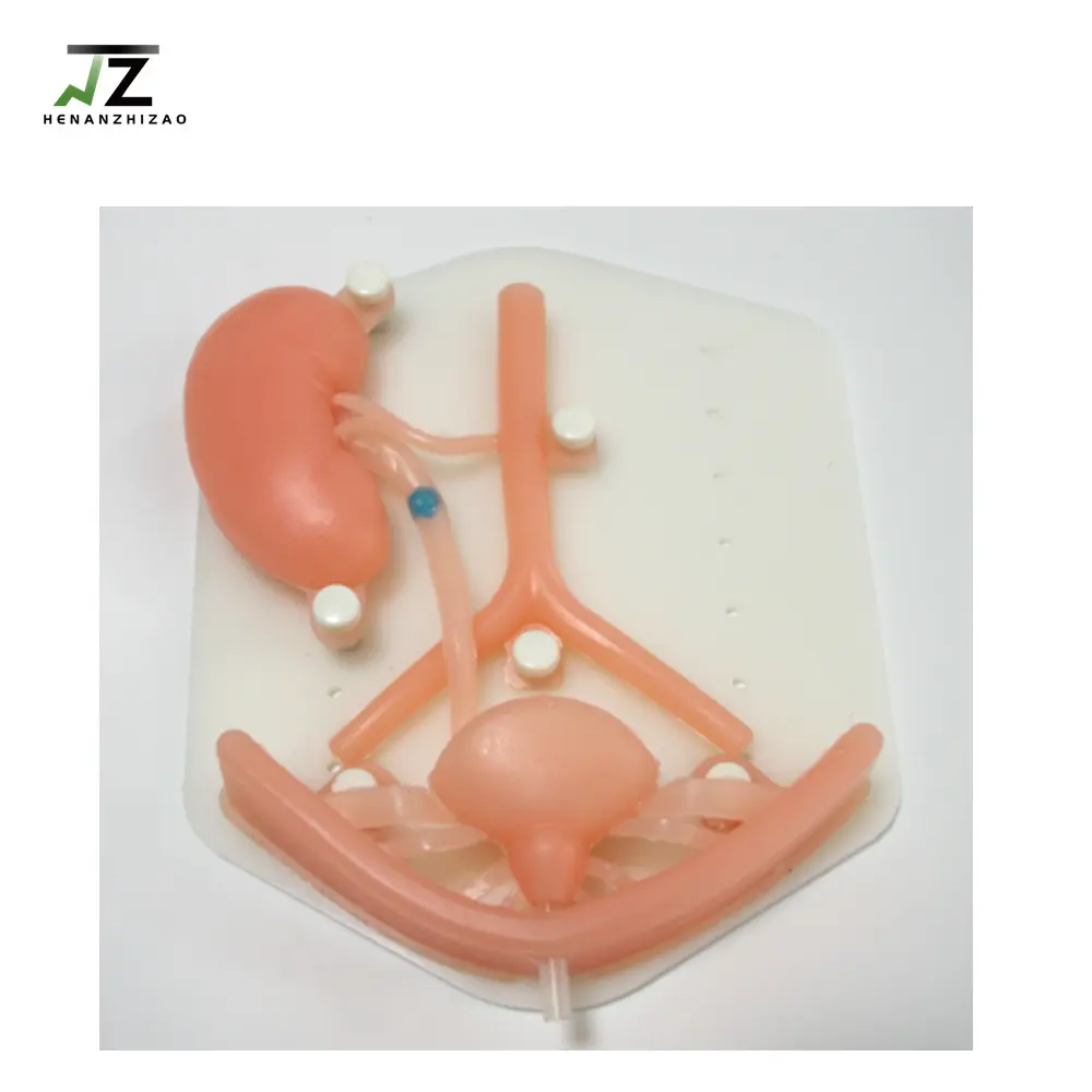 Modulo di formazione di simulazione laparoscopica di urologia di scienza medica per l'insegnamento del modello di organi in silicone del sistema urinario