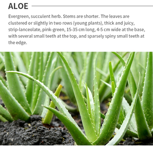 Etiqueta personalizada OEM Extracto de <span class=keywords><strong>aloe</strong></span> natural 100% Aceite portador de aceite de <span class=keywords><strong>aloe</strong></span> <span class=keywords><strong>vera</strong></span> orgánico <span class=keywords><strong>puro</strong></span> para el cuidado del cabello y el cuerpo de la piel - Product Image 5