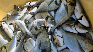 Pemasok Ikan Kerapu Beku Utuh Berkualitas Premium