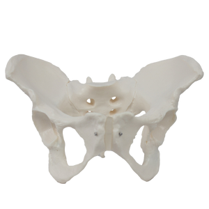 Modèle de simulation pelvienne féminine pour l'enseignement de la structure anatomique des organes et des os pelviens - Modèle squelettique féminin - Product Image 2