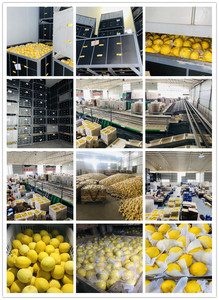 Chanh Eureka Tươi Từ Trung Quốc - Product Image 6