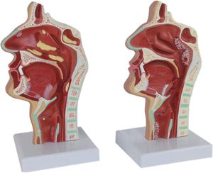 Một mô hình thần kinh mạch máu của bên trong miệng, mũi và cổ họng khoa học Y Tế BệNh lý giải phẫu đầu - Product Image 2