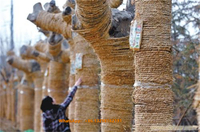 Machine de tissage de corde de fibre de sisal de machine de torsion de corde de fibre de coco de Offre Spéciale machine de tressage de corde de paille de riz de blé