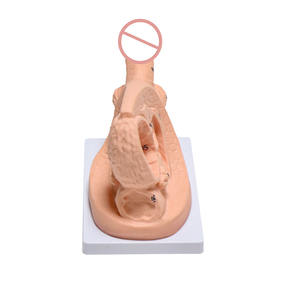 थोक पेशेवर चिकित्सा ग्रेड प्लास्टिक पुरुष प्रजनन शरीर रचना रचना यूरिनरी कैथीटेराइजेशन मॉडल नर्स अभ्यास शिक्षण - Product Image 6