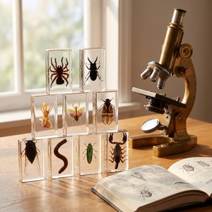 Spécimen de résine encrée d'insectes et d'animaux réels (scarabée, <span class=keywords><strong>papillon</strong></span>, crabe, étoile de mer) pour collection - Product Image 5