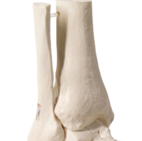 Modèle de squelette articulé du pied humain grandeur nature ADA, science médicale 1:1 avec partie du tibia et du fibula, modèle monté sur fil A109 - Product Image 2