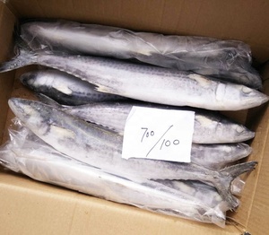 ปลาแมคเคอเรลคิงฟิชแช่แข็งคุณภาพดีขาย - Product Image 2